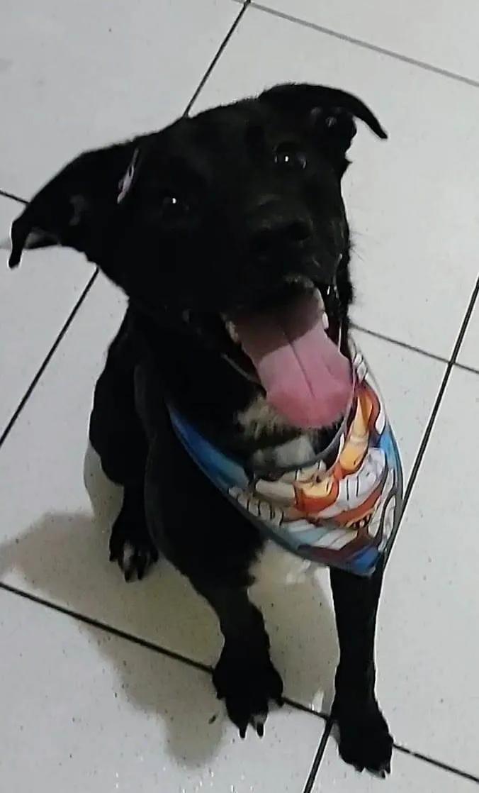 Cachorro ra a SRD-ViraLata idade 3 anos nome Piter