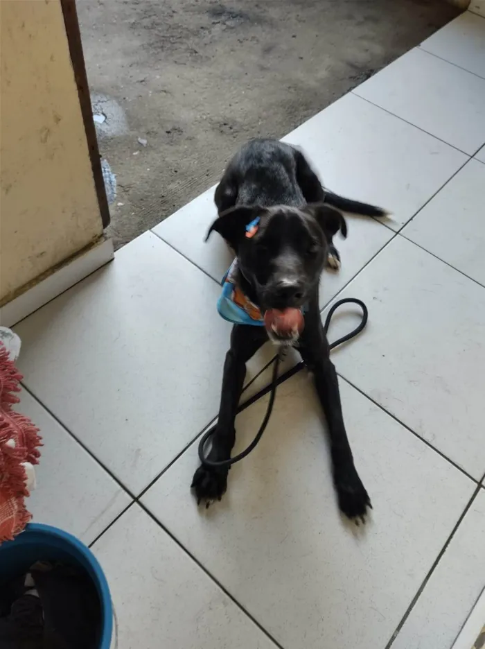 Cachorro ra a SRD-ViraLata idade 3 anos nome Piter