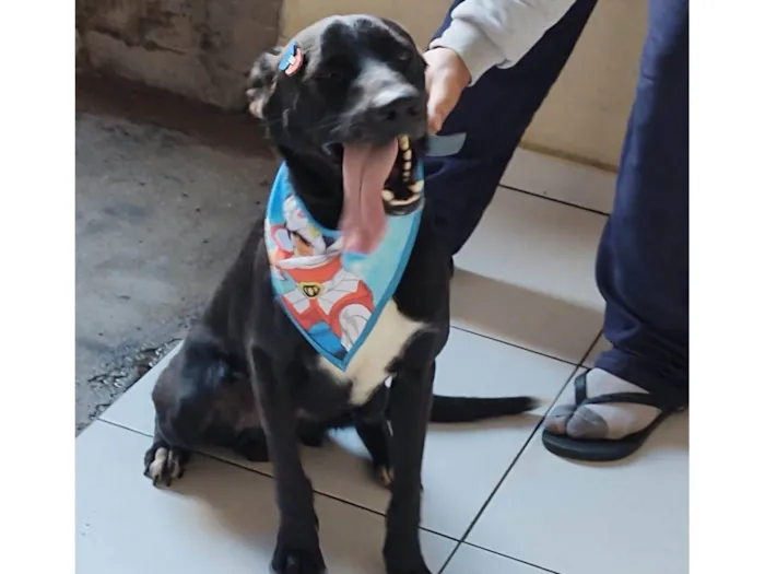 Cachorro ra a SRD-ViraLata idade 3 anos nome Piter