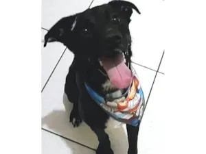 Cachorro raça SRD-ViraLata idade 3 anos nome Piter