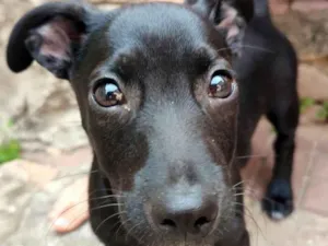 Cachorro raça SRD-ViraLata idade 2 a 6 meses nome Jubileu