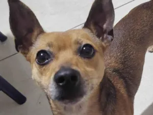 Cachorro raça Pinscher idade 2 anos nome Faísca 