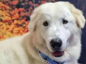 Cachorro raça Pastor Alemão idade 2 anos nome Snow