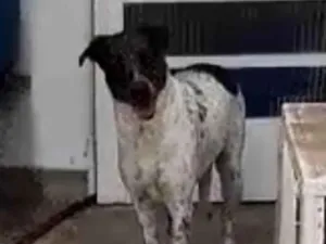 Cachorro raça SRD-ViraLata idade 2 anos nome Lili