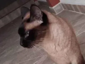 Gato raça Siamês idade 3 anos nome Torá