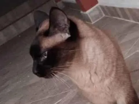 Gato ra a Siamês idade 3 anos nome Torá