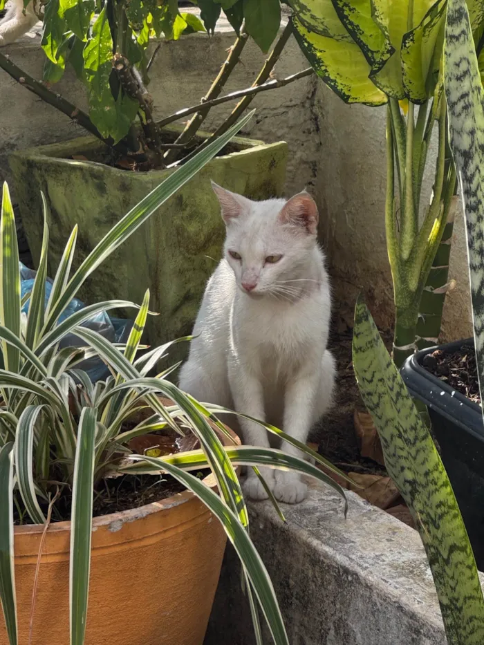 Gato ra a SRD-ViraLata idade 1 ano nome Gato Branco, com 3 filhotinhos