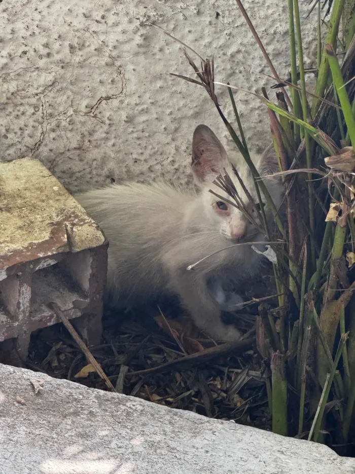 Gato ra a SRD-ViraLata idade 1 ano nome Gato Branco, com 3 filhotinhos