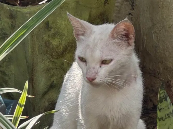 Gato ra a SRD-ViraLata idade 1 ano nome Gato Branco, com 3 filhotinhos