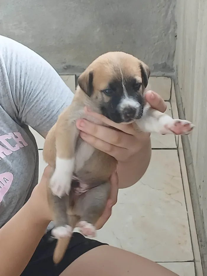 Cachorro ra a SRD-ViraLata idade Abaixo de 2 meses nome Caramelo