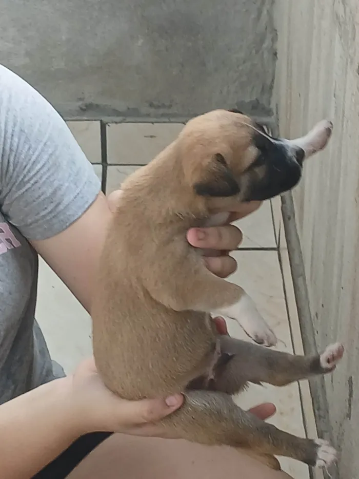 Cachorro ra a SRD-ViraLata idade Abaixo de 2 meses nome Caramelo