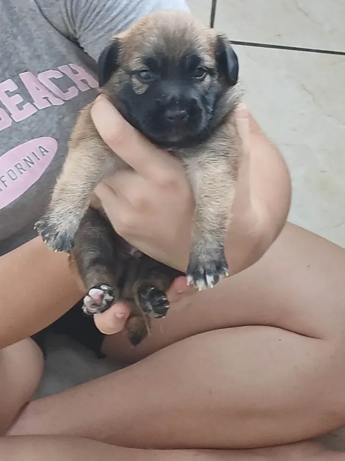 Cachorro ra a SRD-ViraLata idade Abaixo de 2 meses nome Cafe