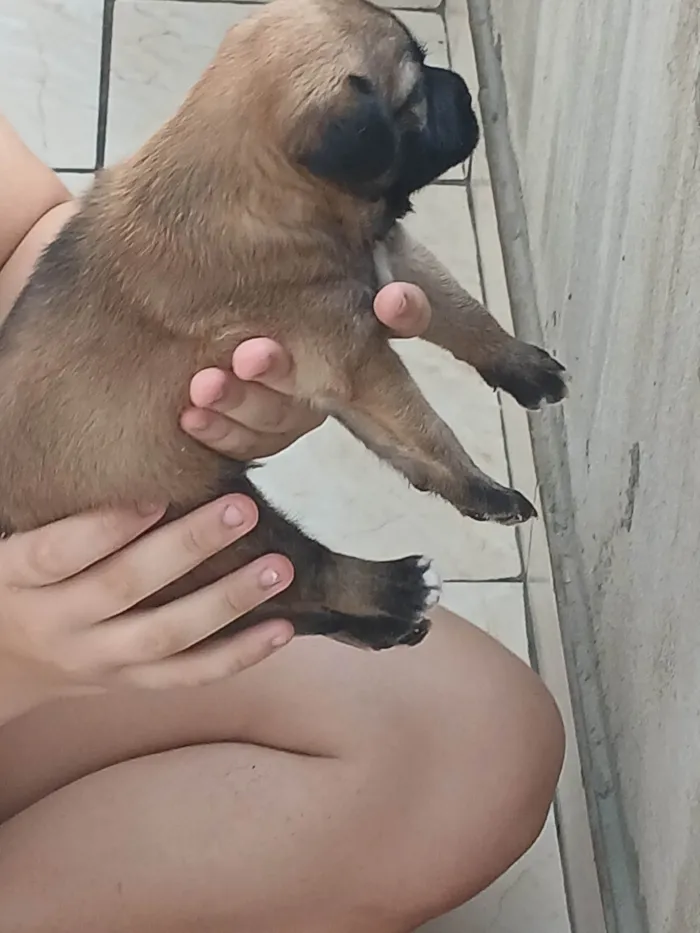 Cachorro ra a SRD-ViraLata idade Abaixo de 2 meses nome Cafe