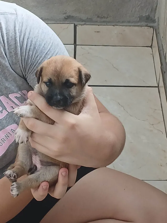 Cachorro ra a SRD-ViraLata idade Abaixo de 2 meses nome Quinoa