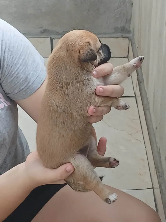 Cachorro ra a SRD-ViraLata idade Abaixo de 2 meses nome Quinoa