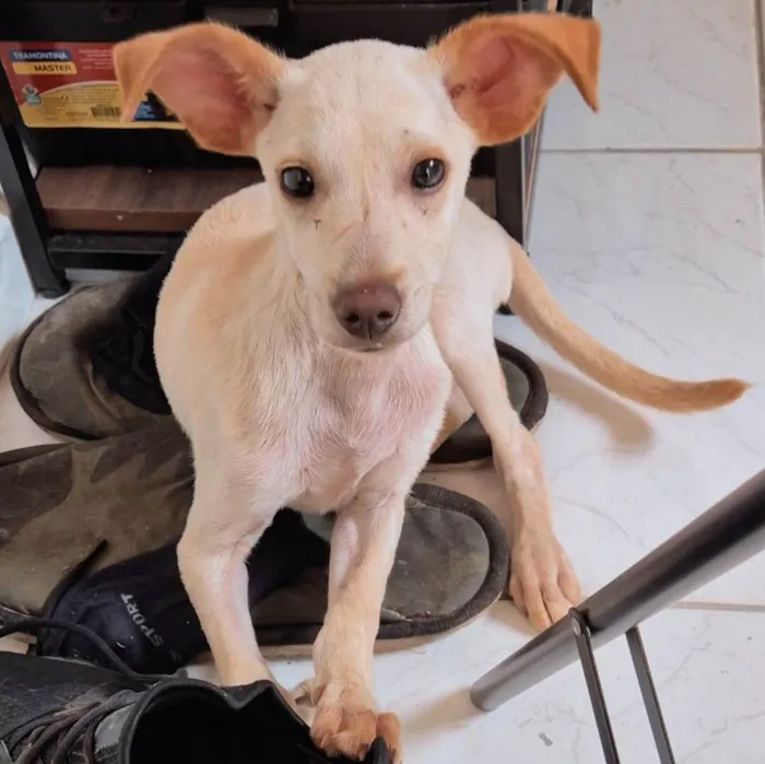 Cachorro ra a SRD-ViraLata idade 2 a 6 meses nome Doguinho