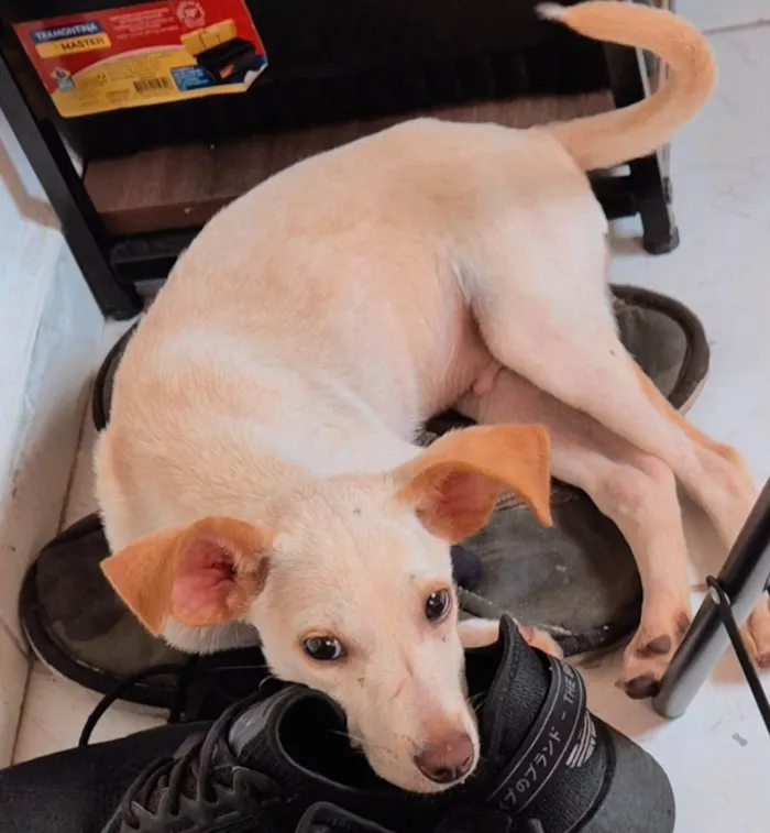 Cachorro ra a SRD-ViraLata idade 2 a 6 meses nome Doguinho