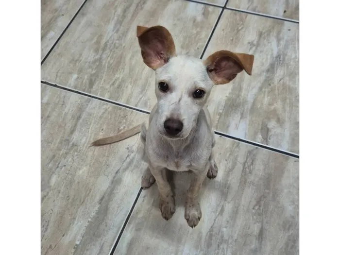 Cachorro ra a SRD-ViraLata idade 2 a 6 meses nome Doguinho