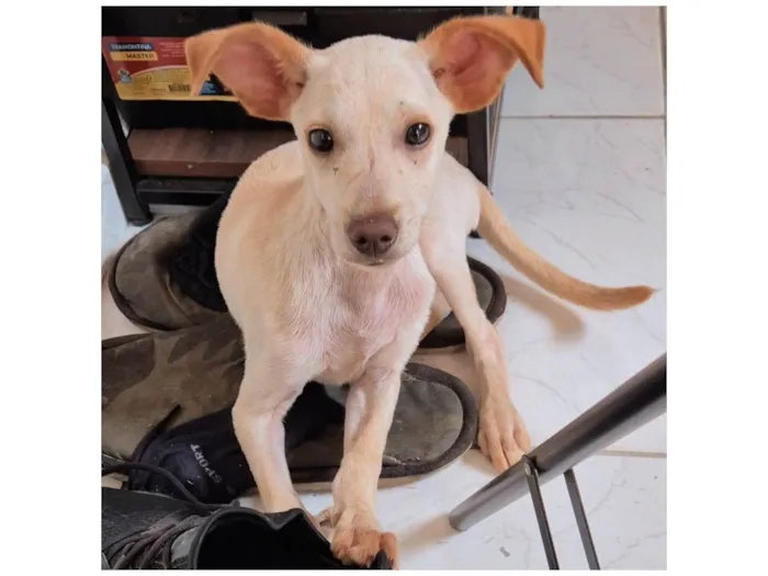 Cachorro ra a SRD-ViraLata idade 2 a 6 meses nome Doguinho