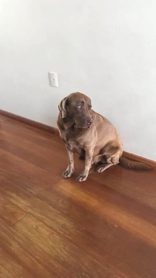 Cachorro ra a Labrador idade 6 ou mais anos nome Max