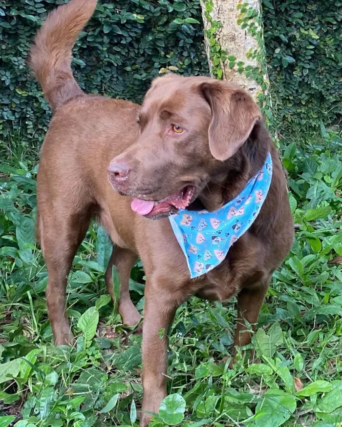 Cachorro ra a Labrador idade 6 ou mais anos nome Max