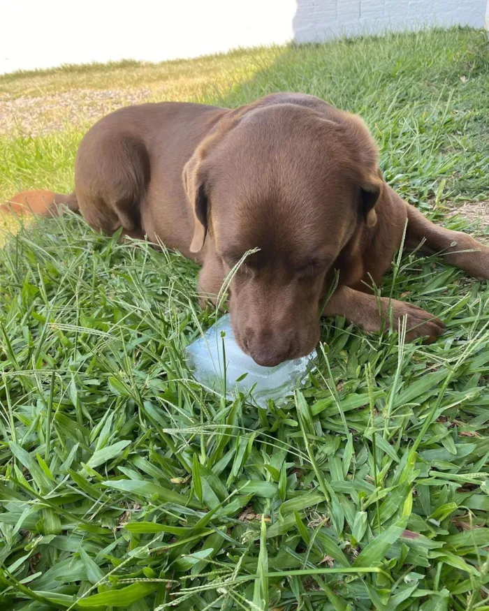 Cachorro ra a Labrador idade 6 ou mais anos nome Max