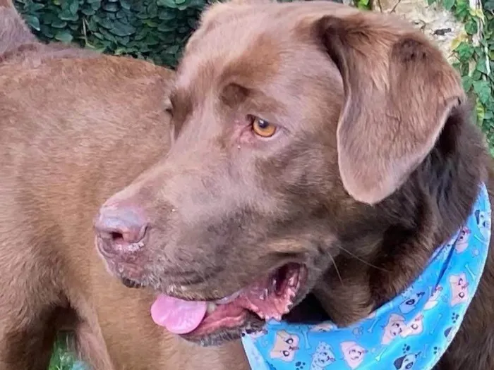 Cachorro ra a Labrador idade 6 ou mais anos nome Max