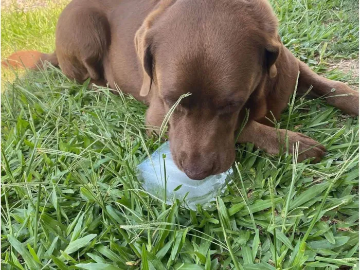 Cachorro ra a Labrador idade 6 ou mais anos nome Max