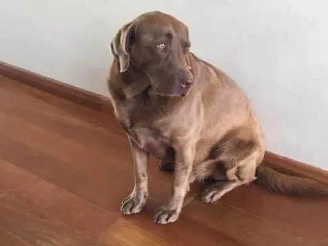 Cachorro ra a Labrador idade 6 ou mais anos nome Max