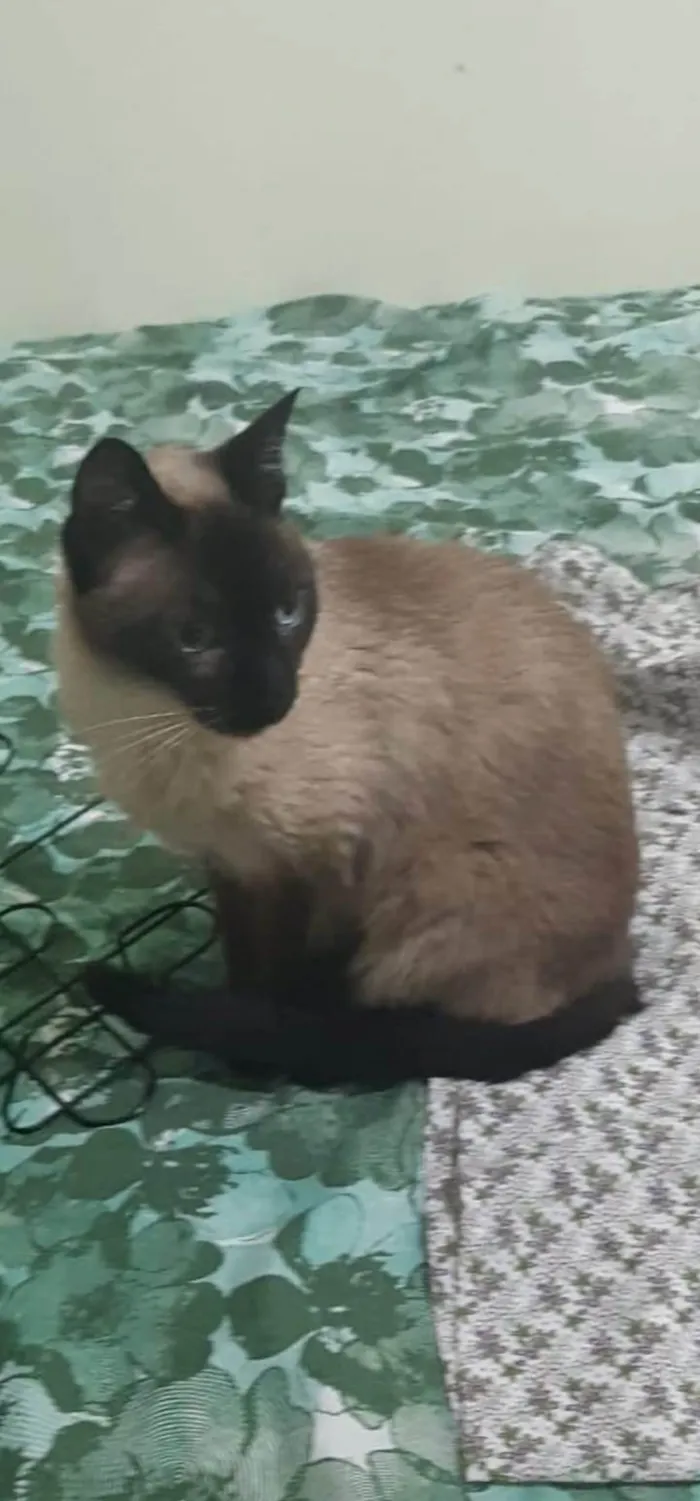 Gato ra a Siamês idade 6 ou mais anos nome PEQUIM 