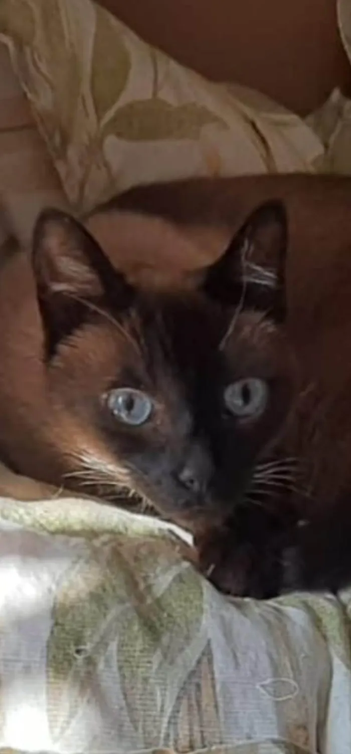 Gato ra a Siamês idade 6 ou mais anos nome PEQUIM 