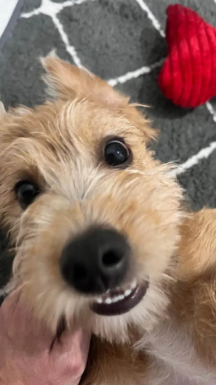 Cachorro ra a SRD-ViraLata idade 2 a 6 meses nome Nina 