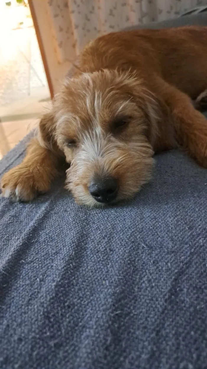 Cachorro ra a SRD-ViraLata idade 2 a 6 meses nome Nina 