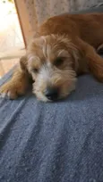 Nina