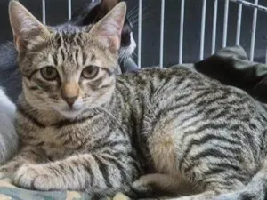 Gato raça SRD-ViraLata idade 2 a 6 meses nome TONHO TIGRE