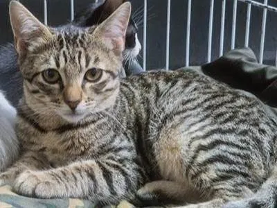 Gato ra a SRD-ViraLata idade 2 a 6 meses nome TONHO TIGRE