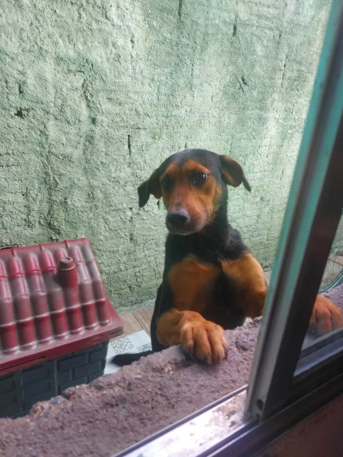 Cachorro ra a SRD-ViraLata idade 3 anos nome Scoob