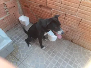 Cachorro raça SRD-ViraLata idade 5 anos nome Scar