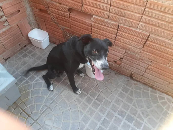 Cachorro ra a SRD-ViraLata idade 5 anos nome Scar