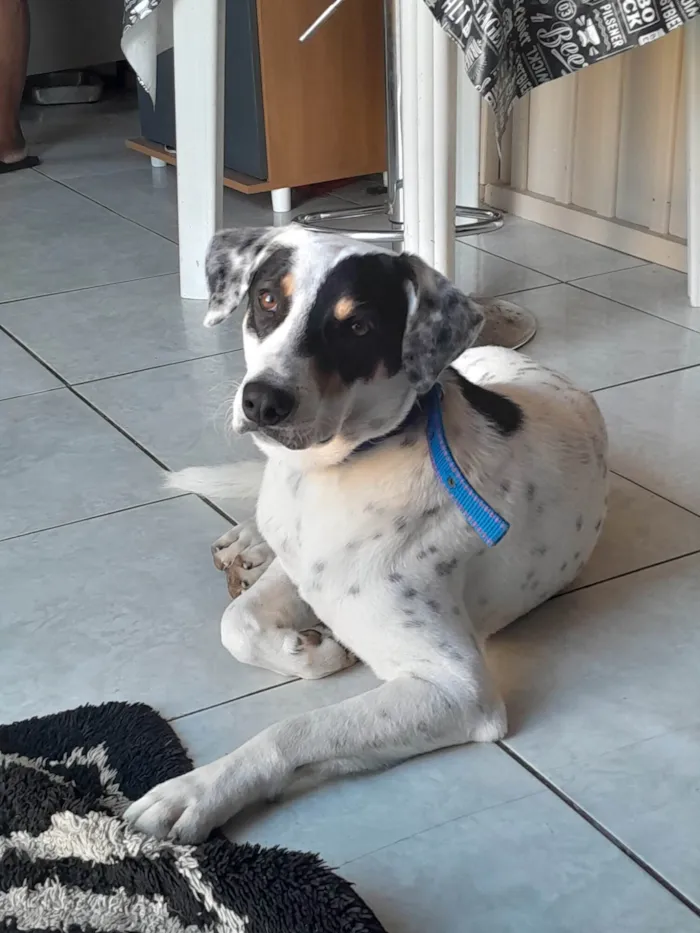 Cachorro ra a SRD-ViraLata idade 1 ano nome Dobby