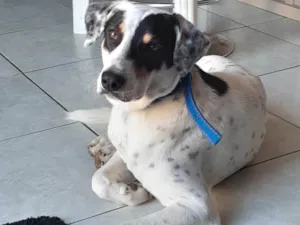 Cachorro raça SRD-ViraLata idade 1 ano nome Dobby