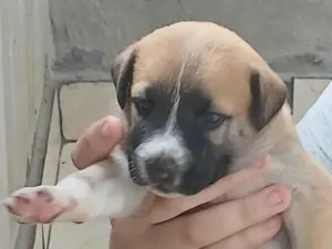 Cachorro raça SRD-ViraLata idade Abaixo de 2 meses nome Caramelo