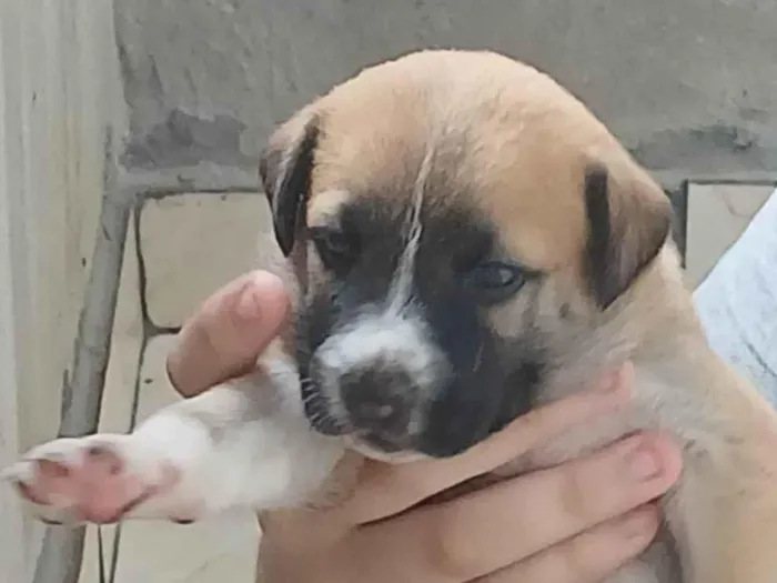 Cachorro ra a SRD-ViraLata idade Abaixo de 2 meses nome Caramelo