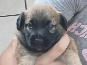 Cachorro raça SRD-ViraLata idade Abaixo de 2 meses nome Cafe