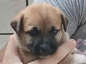 Cachorro raça SRD-ViraLata idade Abaixo de 2 meses nome Quinoa