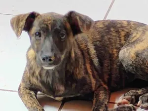 Cachorro raça SRD-ViraLata idade 7 a 11 meses nome Namer