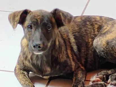 Cachorro raça SRD-ViraLata idade 7 a 11 meses nome Namer-Castrada