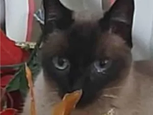 Gato raça Siamês idade 6 ou mais anos nome PEQUIM 