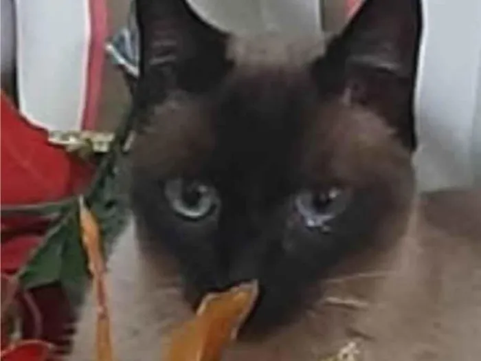 Gato ra a Siamês idade 6 ou mais anos nome PEQUIM 