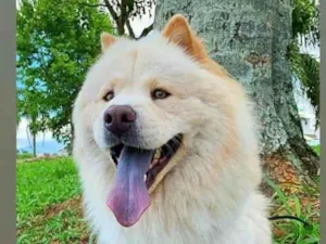 Cachorro raça Chow Chow idade 2 a 6 meses nome Lucky 